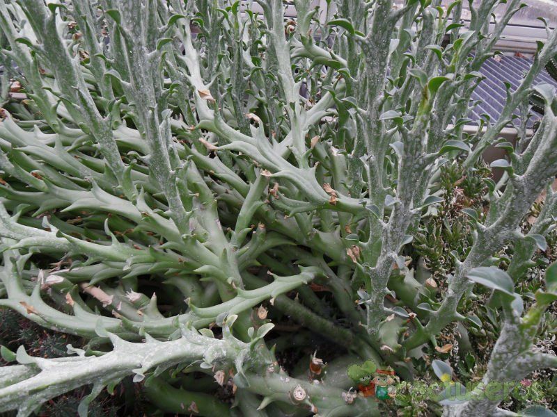 A photo of Euphorbia hamata  