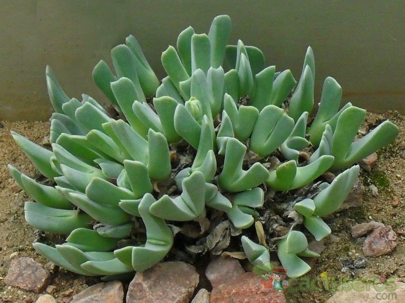A photo of Cheiridopsis caroli-schmidtii  