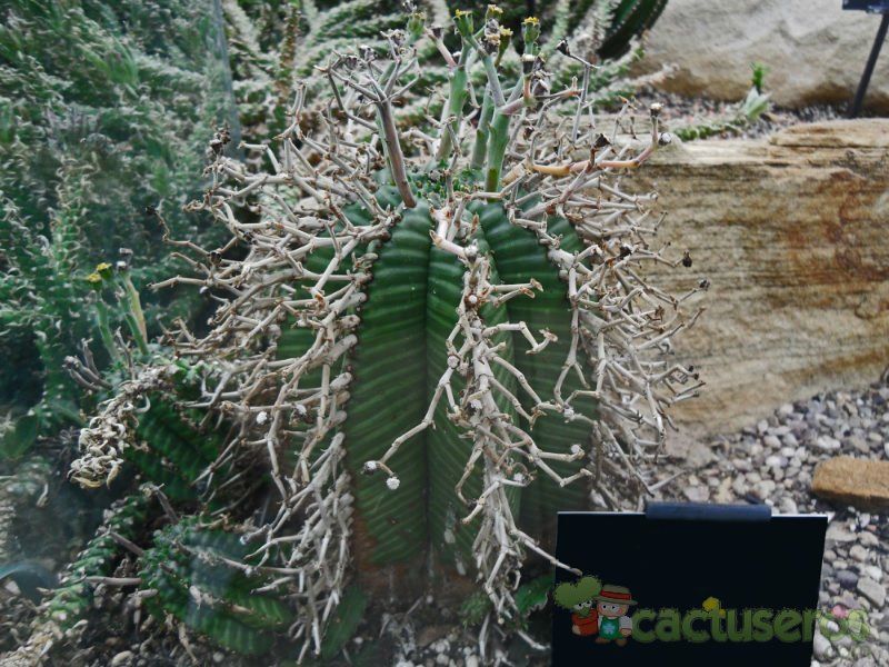 Una foto de Euphorbia meloformis subsp. valida
