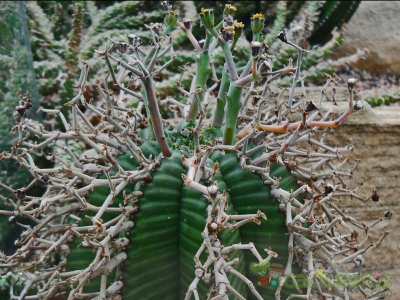 Una foto de Euphorbia meloformis subsp. valida