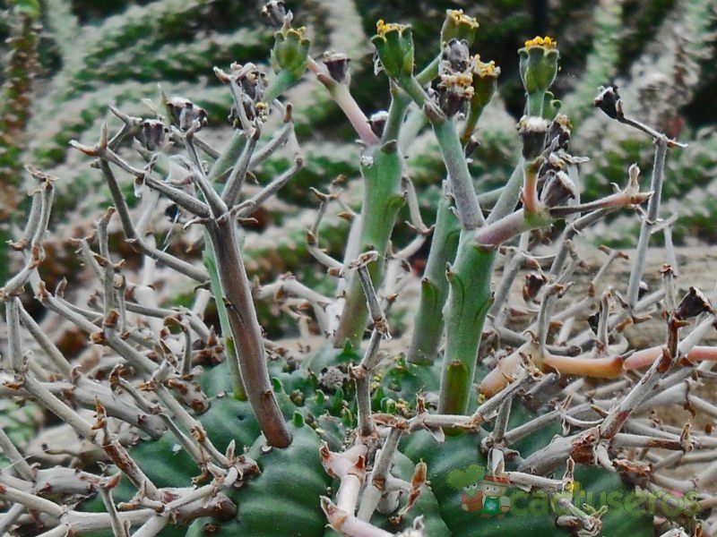 Una foto de Euphorbia meloformis subsp. valida