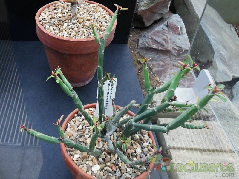 Una foto de Euphorbia pteroneura