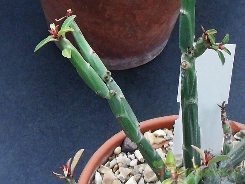Una foto de Euphorbia pteroneura