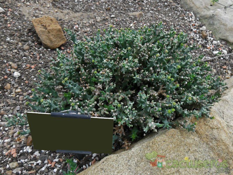 Una foto de Euphorbia wilmaniae  