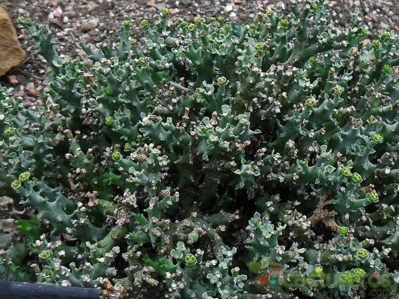 Una foto de Euphorbia wilmaniae  