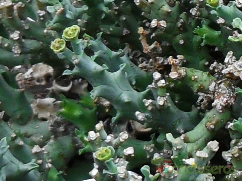 Una foto de Euphorbia wilmaniae  