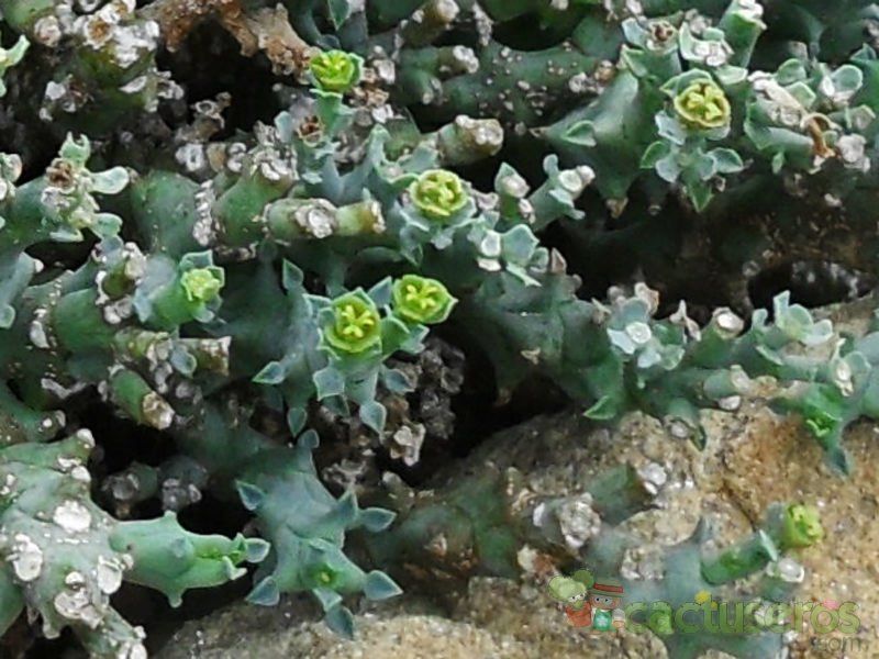 Una foto de Euphorbia wilmaniae  
