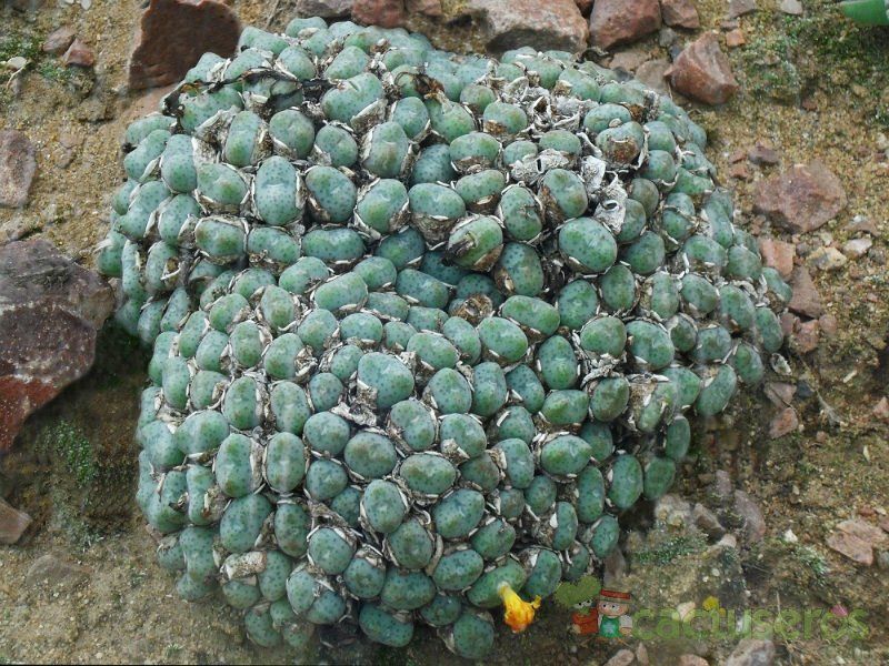 Una foto de Conophytum meyeri  