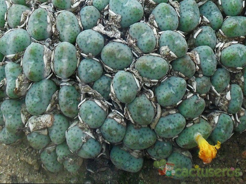 Una foto de Conophytum meyeri  