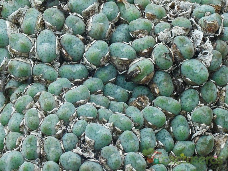 Una foto de Conophytum meyeri  