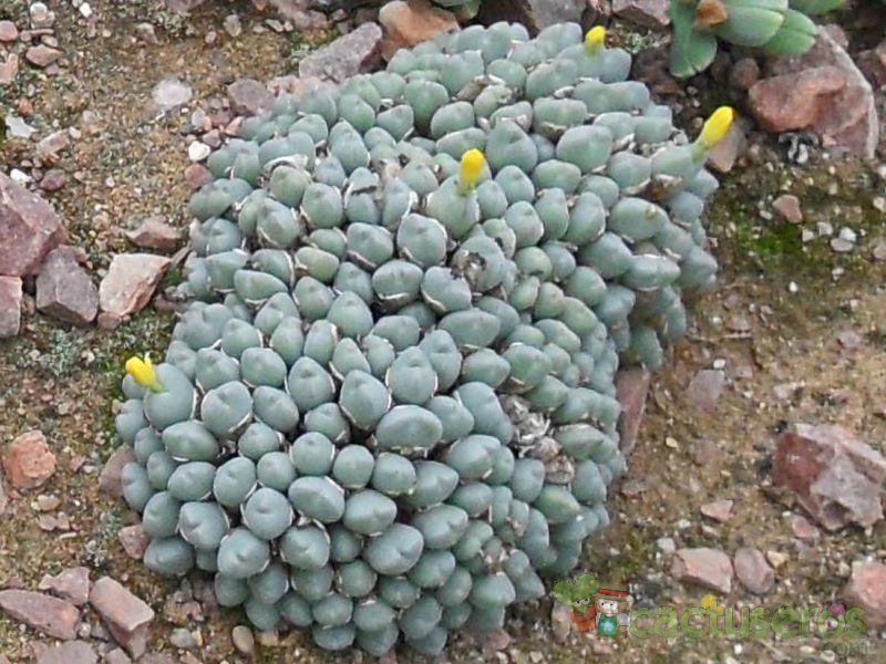 Una foto de Conophytum meyeri  