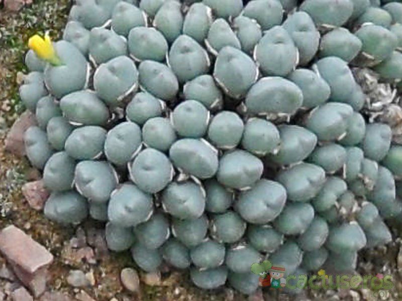 Una foto de Conophytum meyeri  