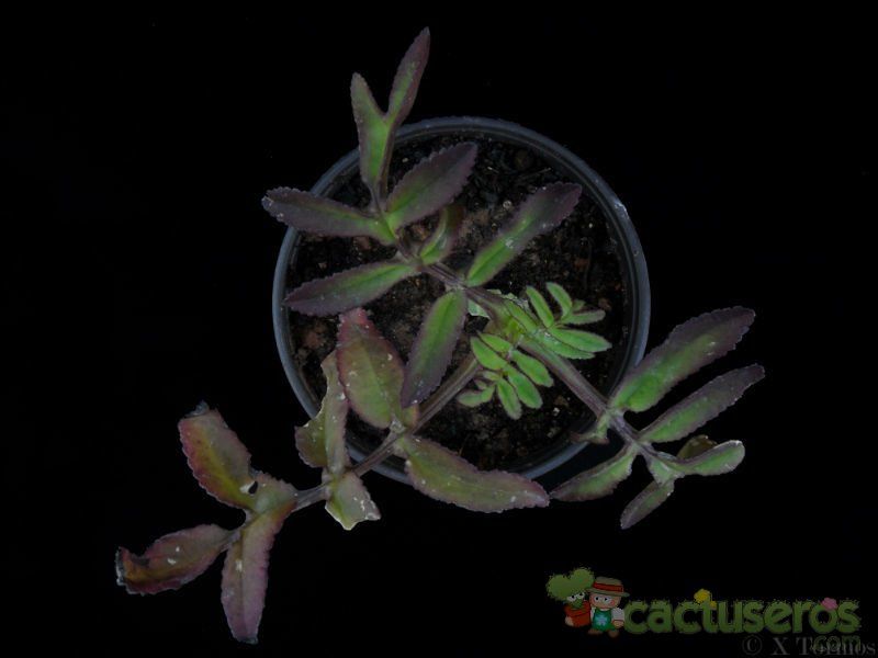 Una foto de Bryophyllum proliferum  