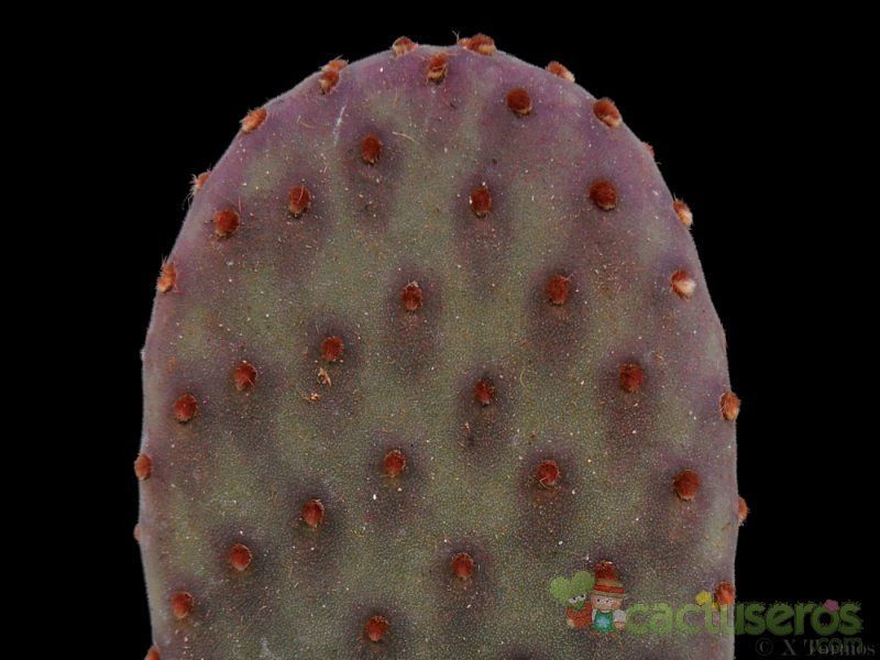 A photo of Opuntia basilaris