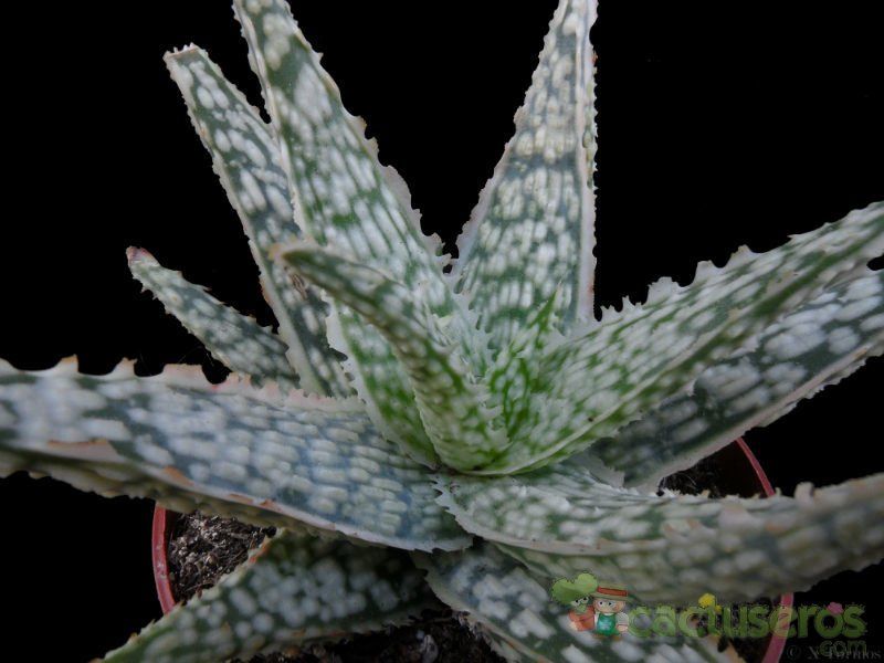 Una foto de Aloe cv. Diego