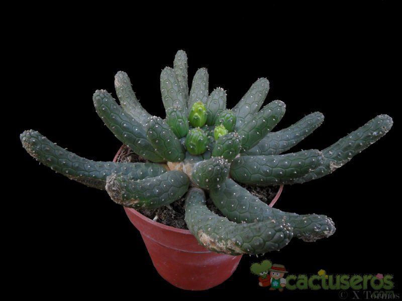 Una foto de Euphorbia gorgonis  