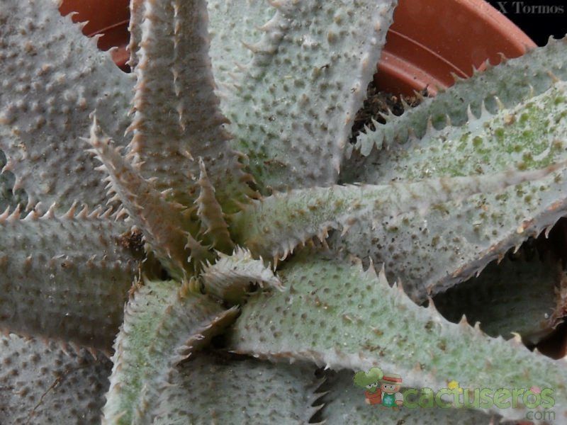 Una foto de Aloe parvula