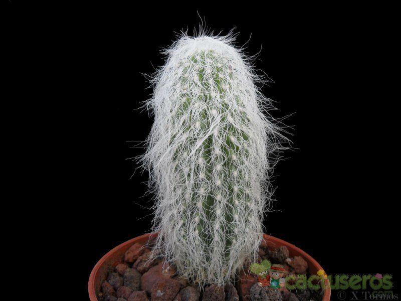 Una foto de Cephalocereus senilis