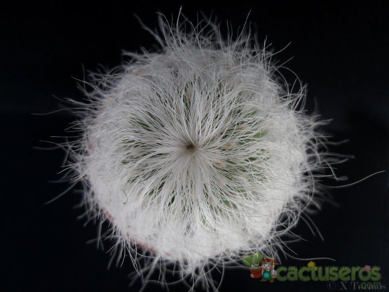 Una foto de Cephalocereus senilis