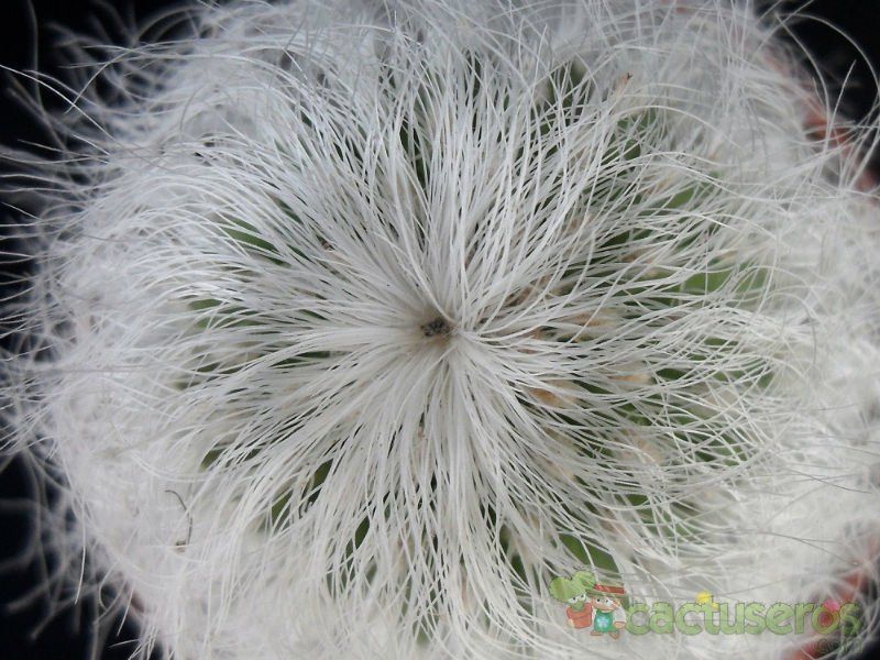 Una foto de Cephalocereus senilis