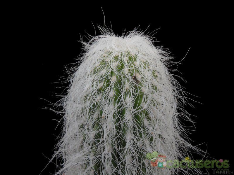 Una foto de Cephalocereus senilis