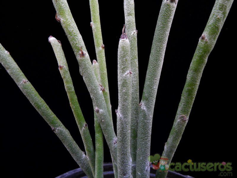 Una foto de Euphorbia antisyphilitica