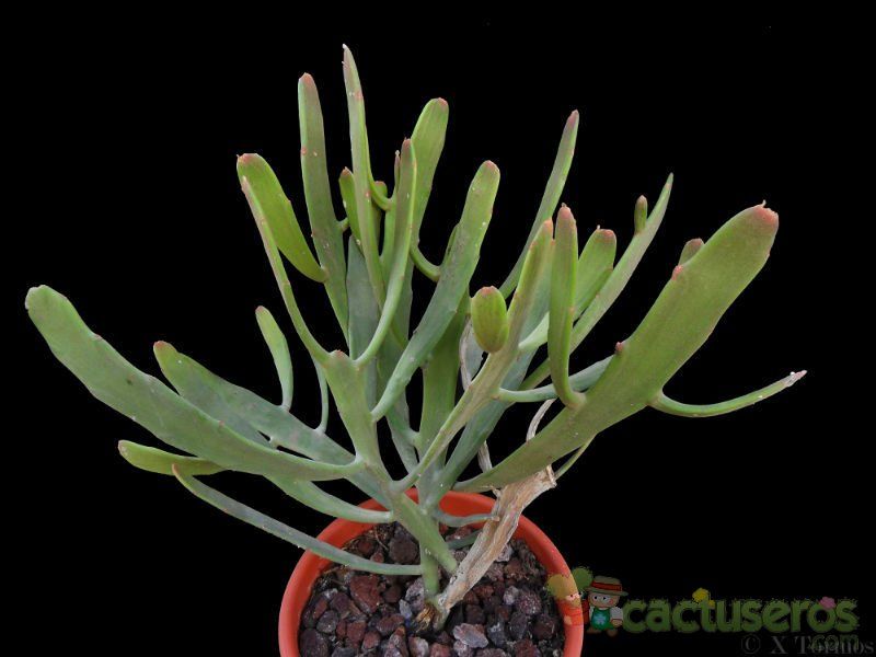 A photo of Euphorbia alcicornis  