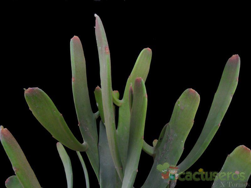 Una foto de Euphorbia alcicornis  