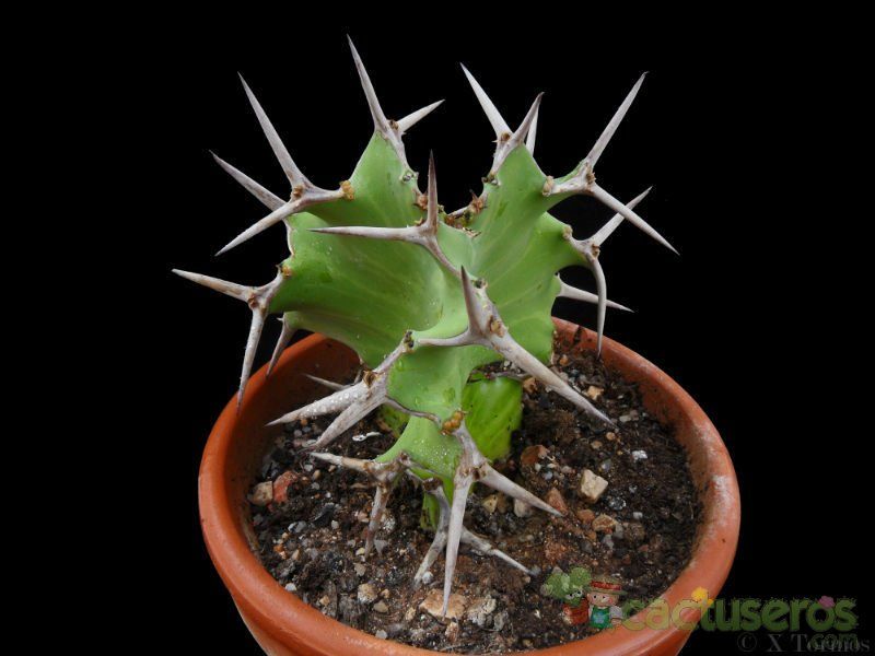 Una foto de Euphorbia grandicornis