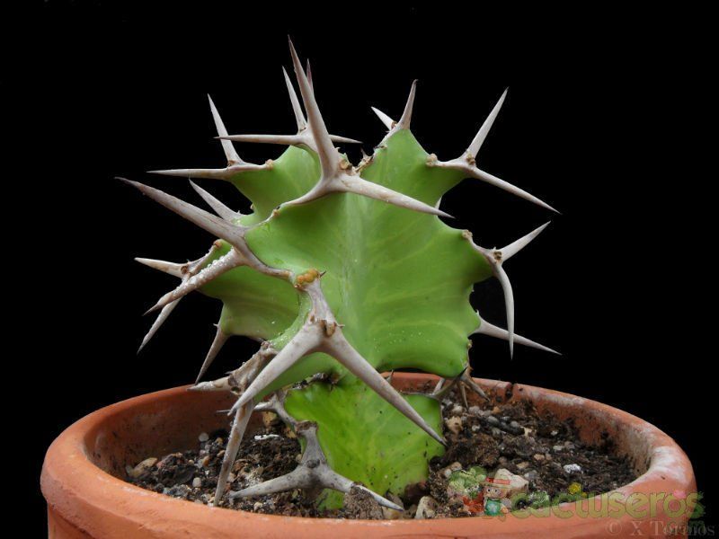 Una foto de Euphorbia grandicornis