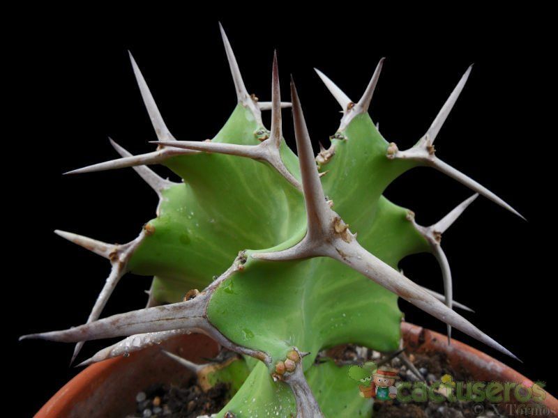 Una foto de Euphorbia grandicornis