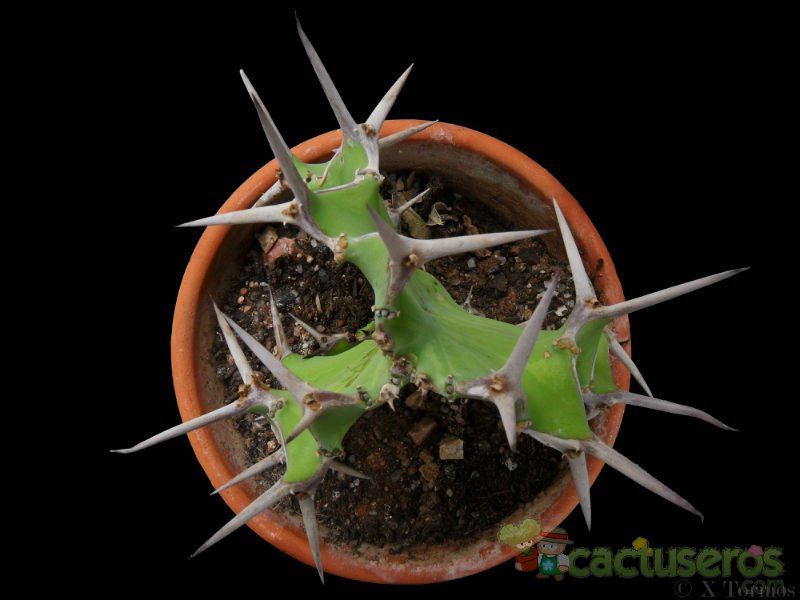 Una foto de Euphorbia grandicornis