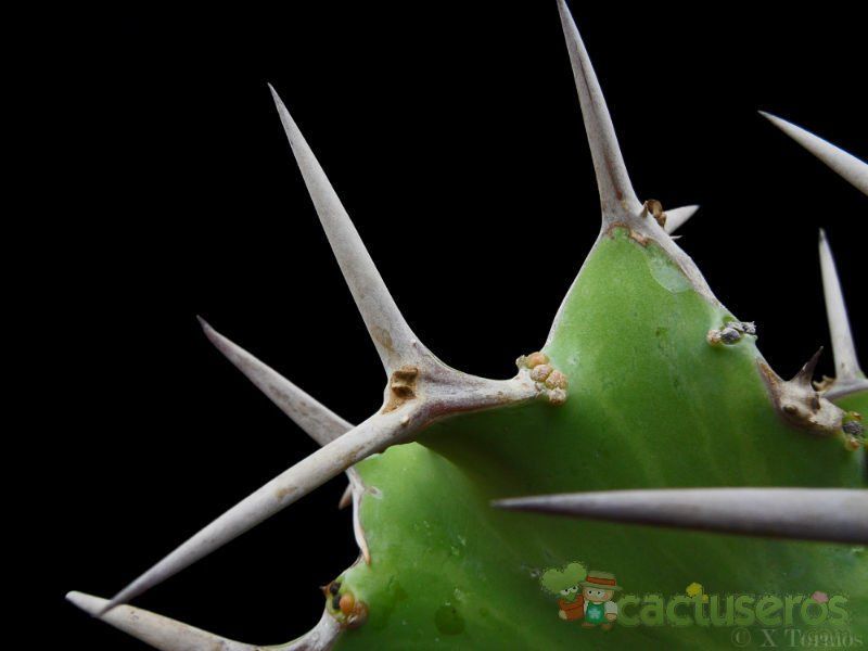 Una foto de Euphorbia grandicornis