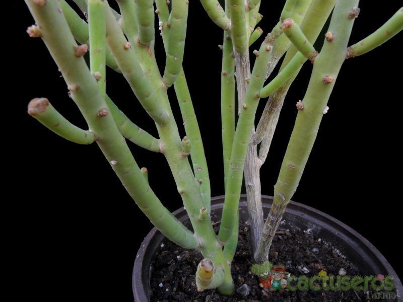 A photo of Euphorbia schimperi  