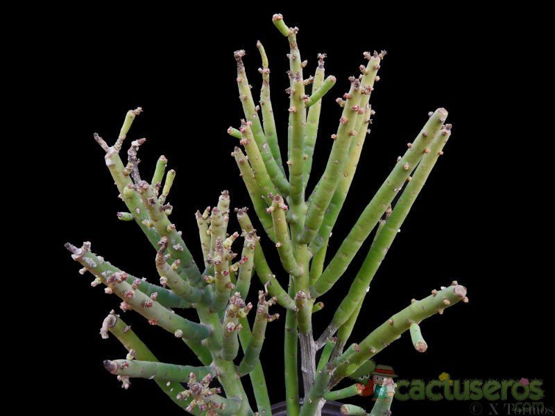 A photo of Euphorbia schimperi  