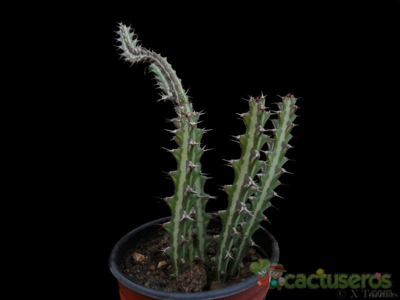 A photo of Euphorbia knuthii