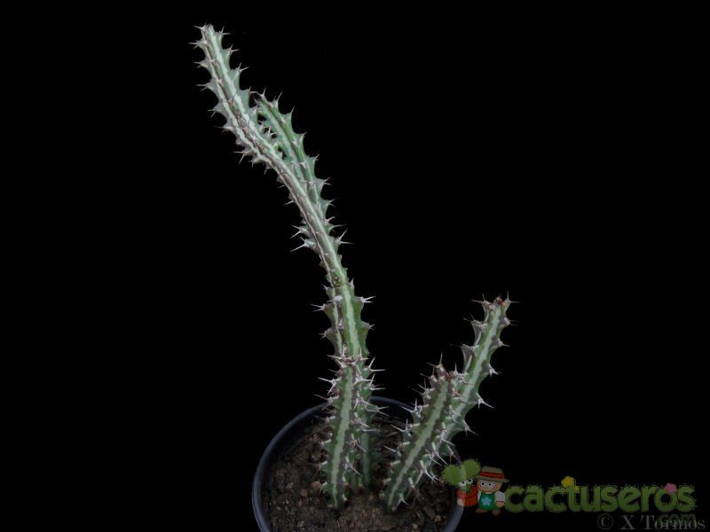 A photo of Euphorbia knuthii