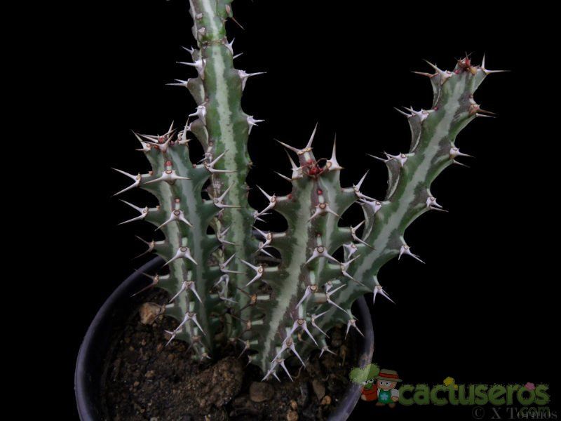 A photo of Euphorbia knuthii
