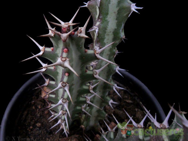 A photo of Euphorbia knuthii