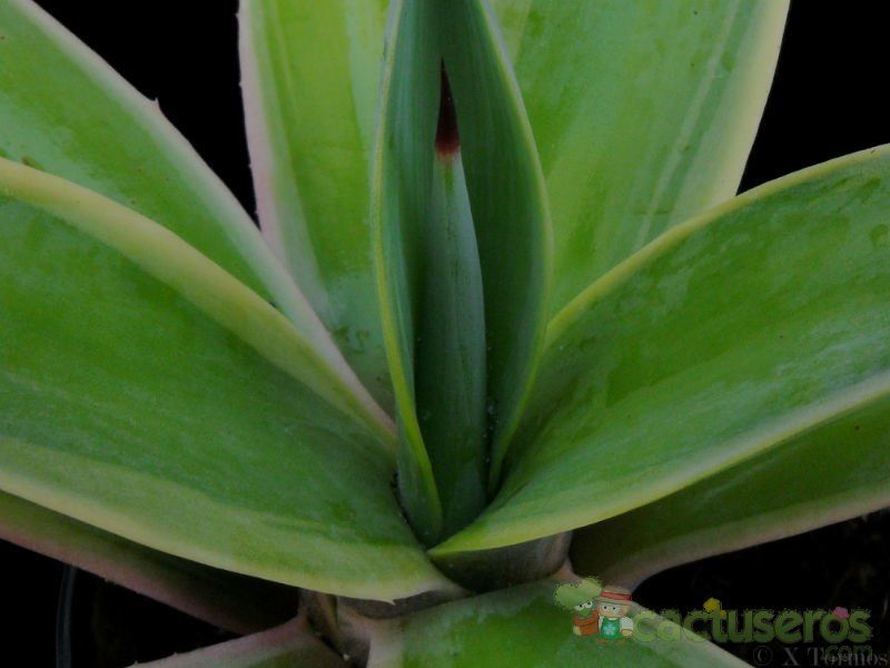 Una foto de Agave vivipara fma. variegada