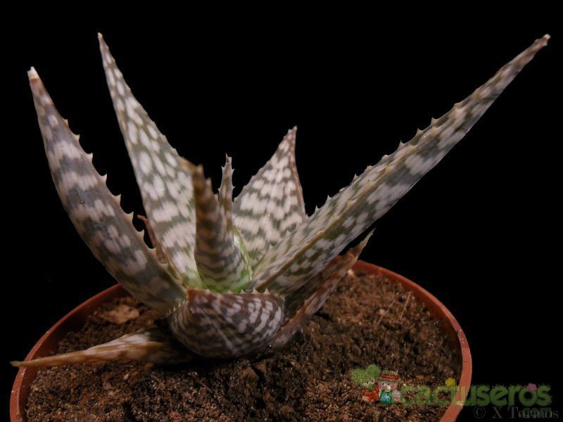 A photo of Aloe cv. Snowflake