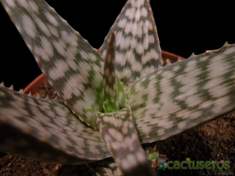 Una foto de Aloe cv. Snowflake