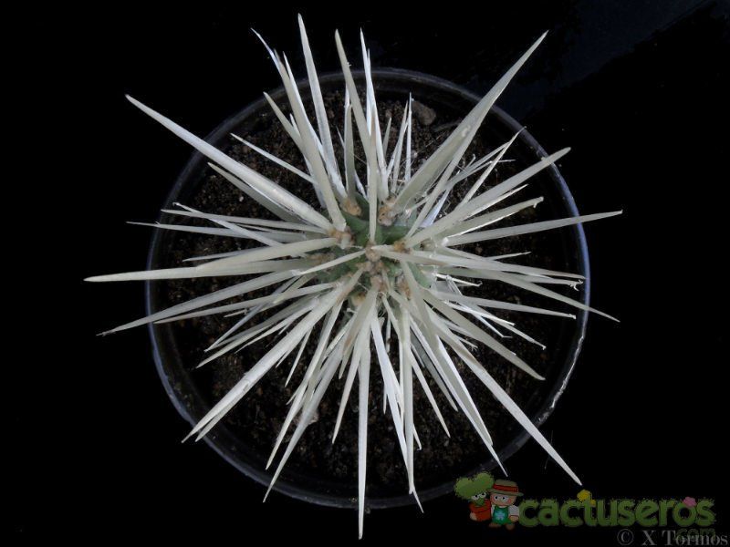 Una foto de Cylindropuntia tunicata