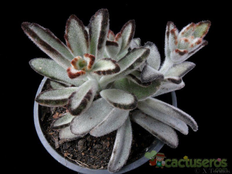 A photo of Kalanchoe tomentosa