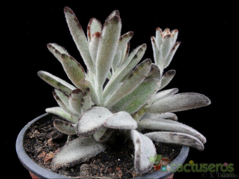 A photo of Kalanchoe tomentosa