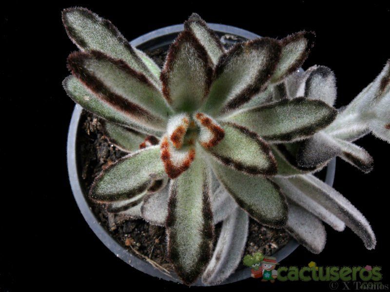 A photo of Kalanchoe tomentosa