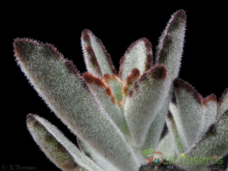 A photo of Kalanchoe tomentosa