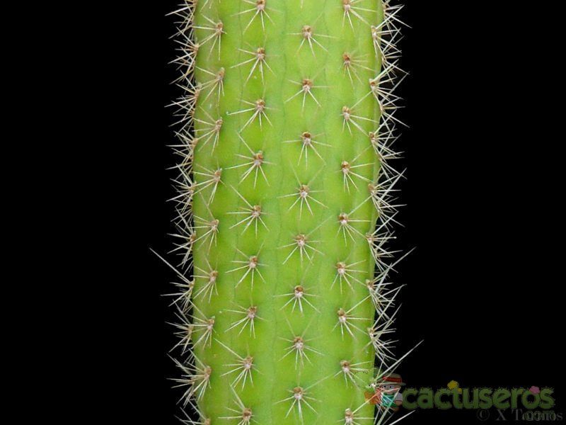 Una foto de Cleistocactus samaipatanus