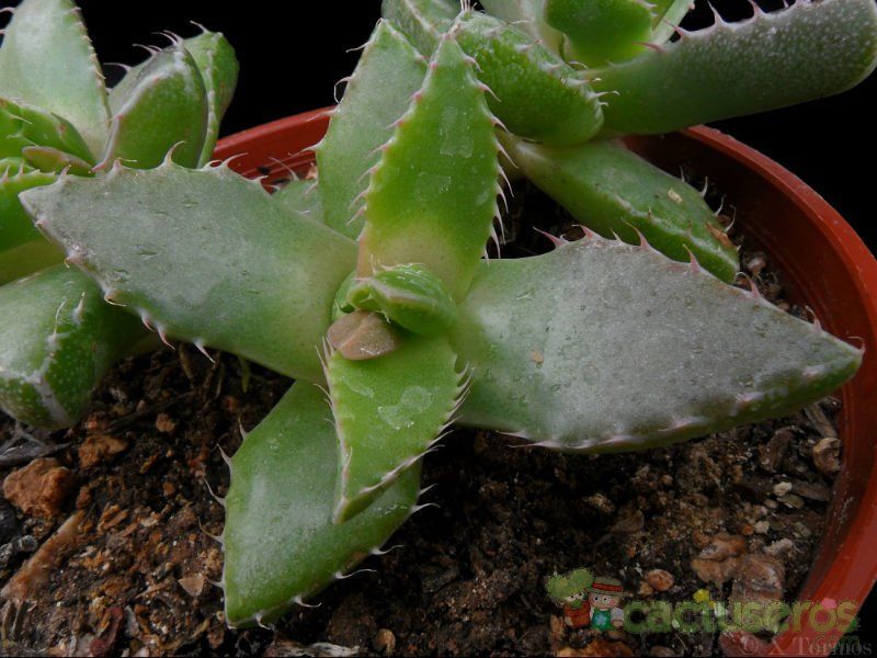 Una foto de Faucaria felina ssp. britteniae