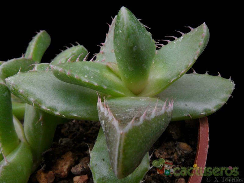 A photo of Faucaria felina ssp. britteniae